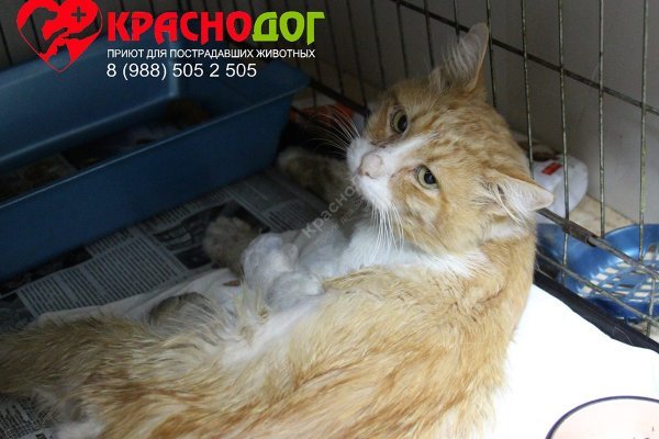 Кракен сайт как выглядит