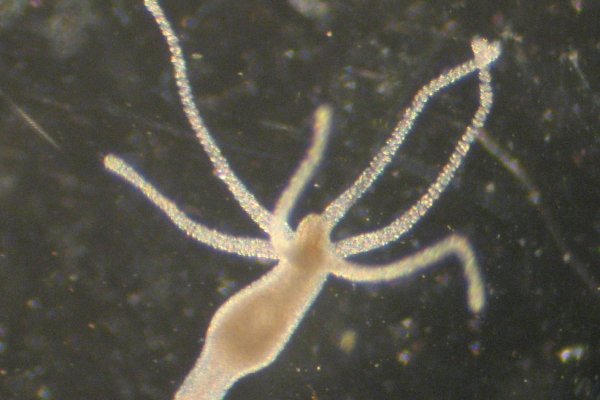 Кракен ссылка тор kraken014 com