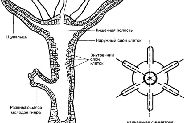 Кракен дарк сайт